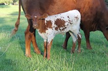 Unnamed bull calf