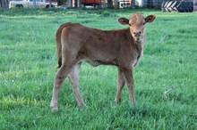 Unnamed heifer calf