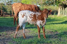 Unnamed heifer calf