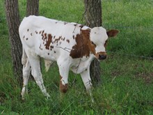 DC COWBOY LEWEZE BULL CALF